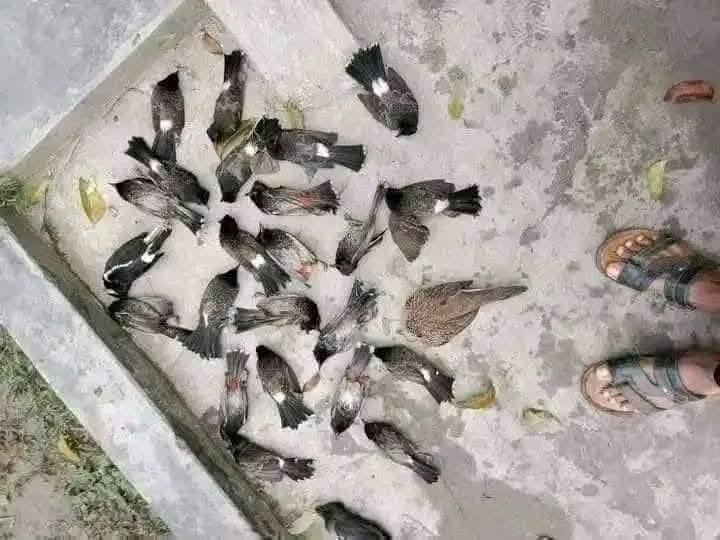 itrashel1's tweet photo. I want to celebrate a New Year where birds won’t be afraid and won’t fly away in fear. Instead, they will come to me peacefully and sit gently on my hand.

#NewYear2025 #PeacefulNewYear #NatureLovers #NewYearGoals https://t.co/lvC7AP3tQ3