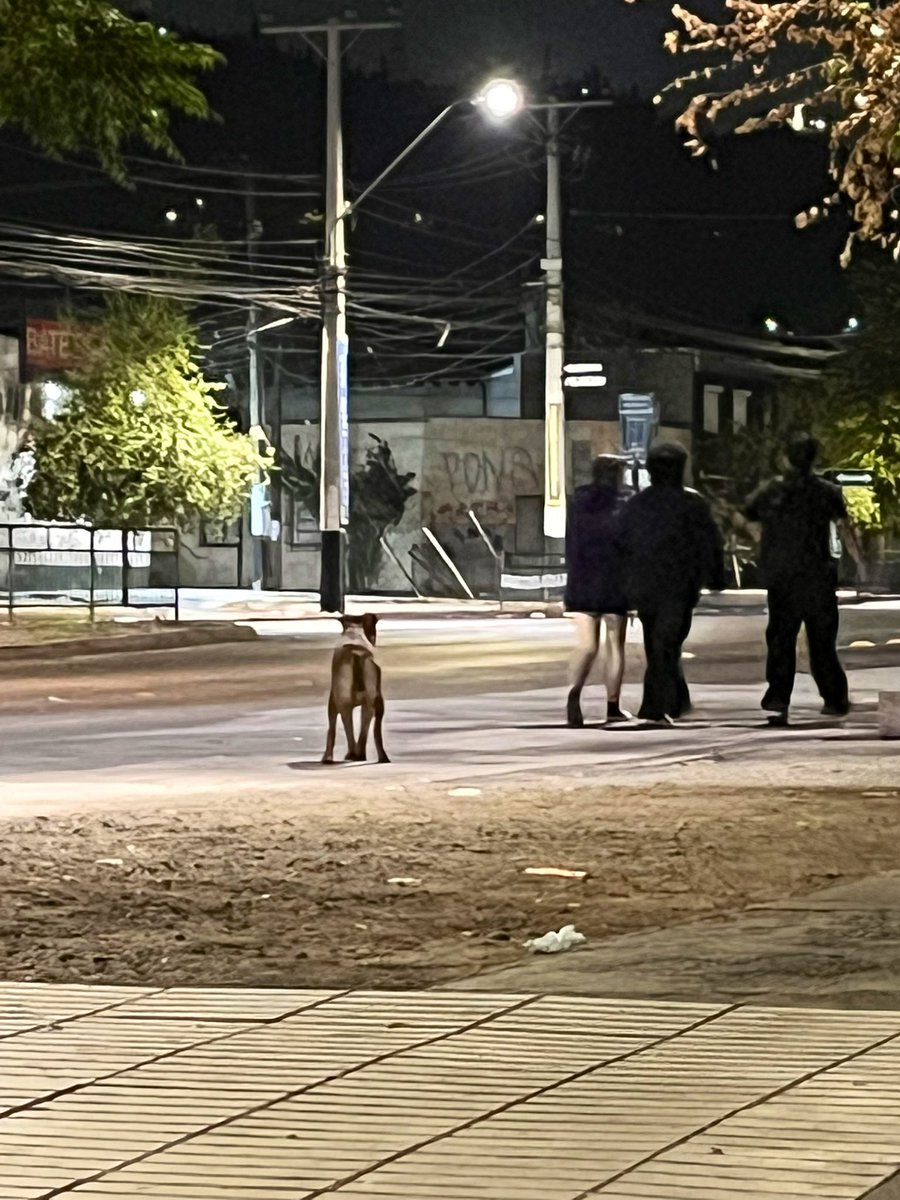 carolinapinoc's tweet photo. Perrito arrancando no se deja tomar, Av Recoleta frente a líder #PerroExtraviado https://t.co/krL8mzAycV