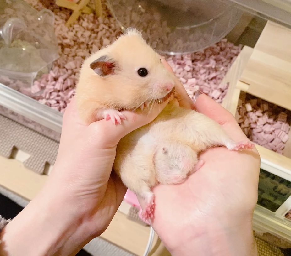 お年金玉もらった