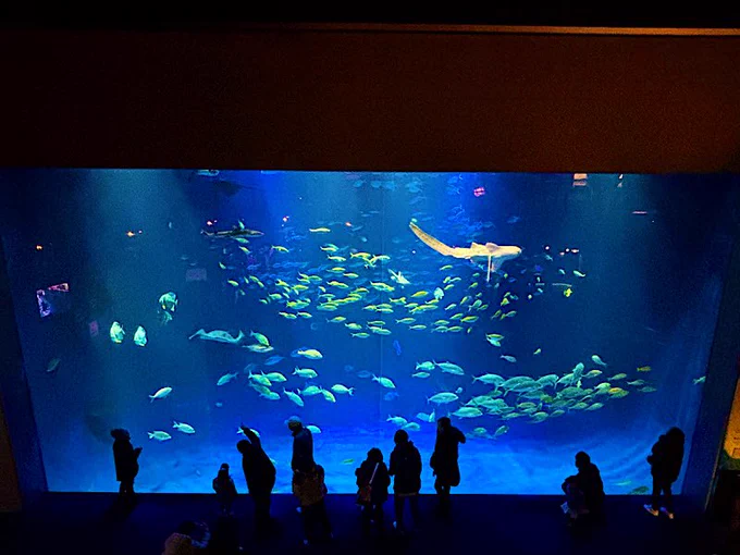 初水族館もうで