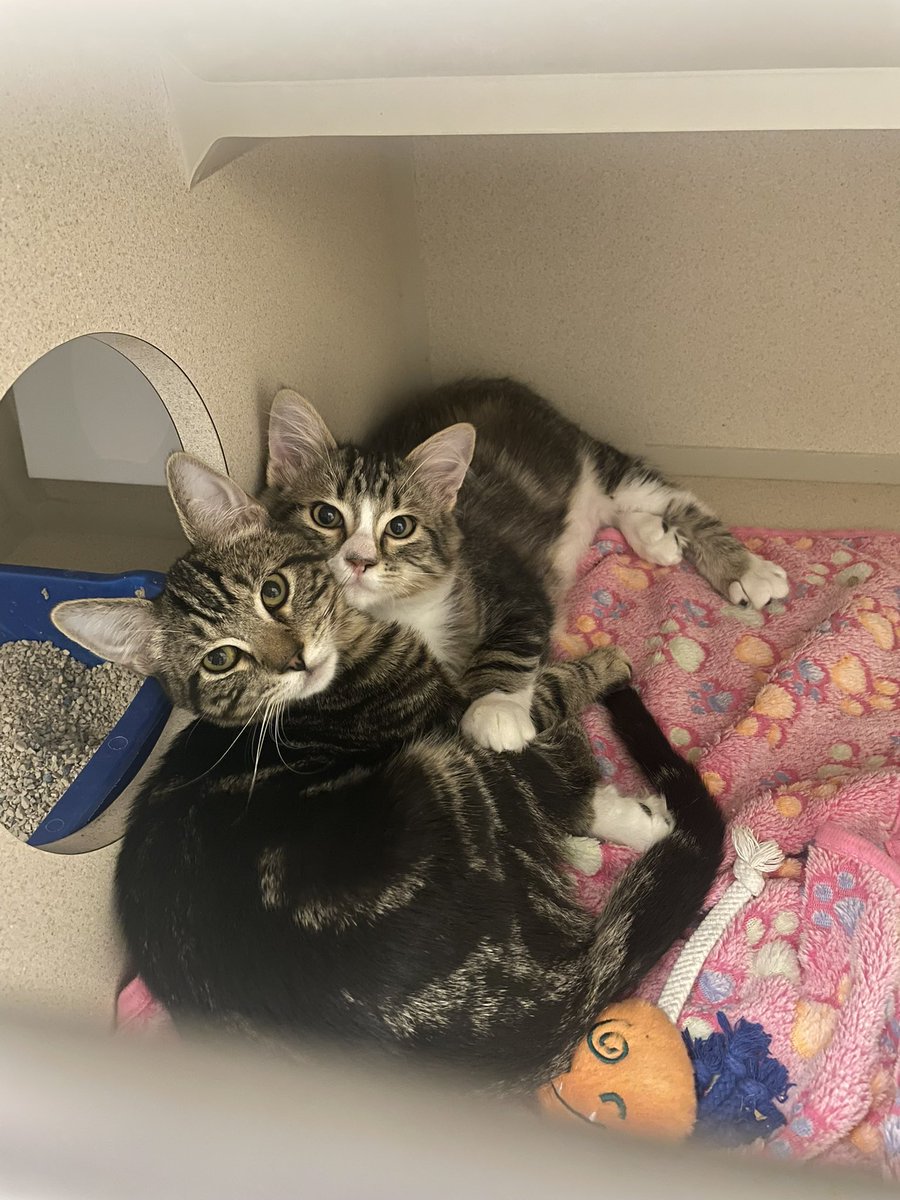 feederofcats's tweet image. 🚨 SF Bay Area

DILL PICKLE and FIG are still looking for a home - we're really trying to keep them together. They're best buds! I've gotten several applications for just Dill (of course) but he really wants to bring his brother 🥺

Please share!

petfinder.com/cat/dill-pickl…