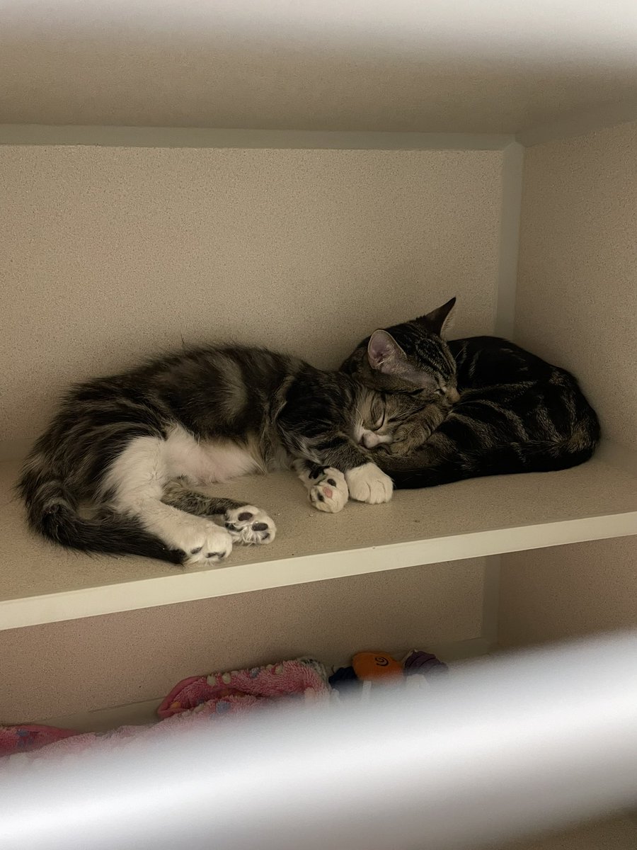 feederofcats's tweet image. 🚨 SF Bay Area

DILL PICKLE and FIG are still looking for a home - we're really trying to keep them together. They're best buds! I've gotten several applications for just Dill (of course) but he really wants to bring his brother 🥺

Please share!

petfinder.com/cat/dill-pickl…
