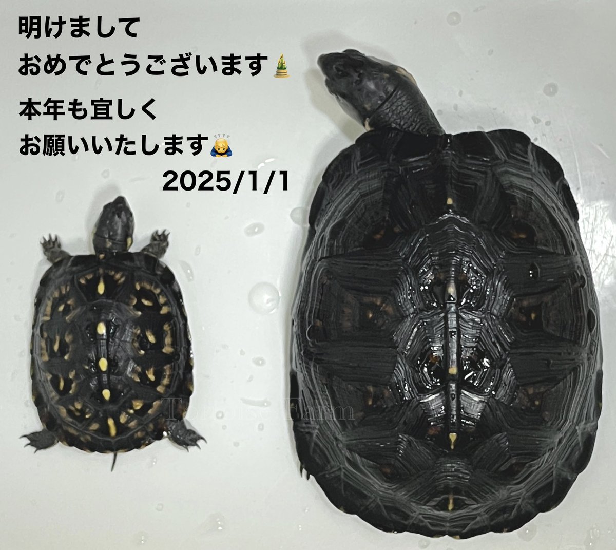 ガルフコーストハコガメ
（ブラックタイプ）

2025年　もっと黒くなれ！

#ガルフコーストハコガメ
#ブラックガルフ
#ジェットブラックガルフ
#wazouki