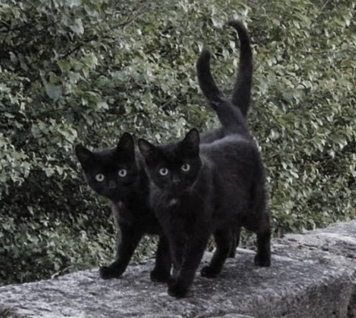 it's the same picture