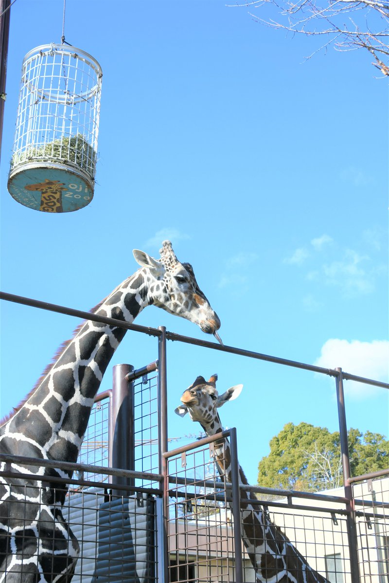 王子動物園 2010•2011ダイアリー 神戸市立王子動物園（公式） on X: 