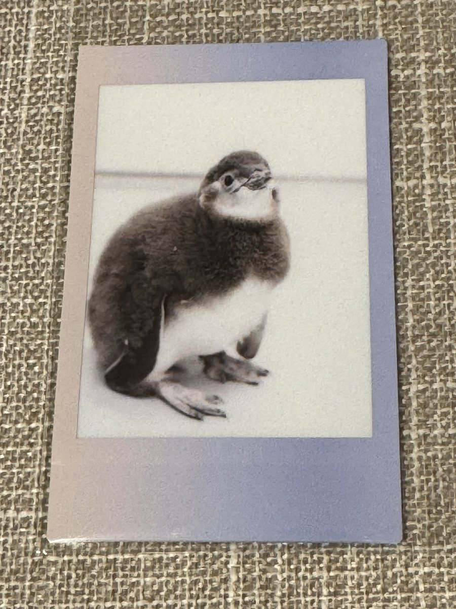 kanotown's tweet photo. すみだ水族館の福袋買いました。

年ペンギンのはなび〜 https://t.co/qMMCkjtkJO