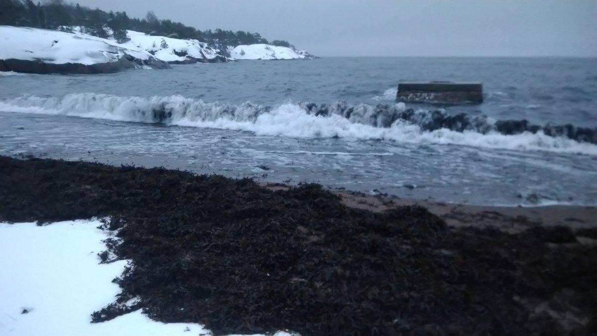 #Aamupulahdus uuteen vuoteen 2025, toivon siltä rauhaa ja sopua, yhteistyötä. Yön tuuli oli rauhoittunut, mutta aallot löivät rantaviivalla yli, pärskyttivät hiukset märäksi ja pyyhkivät levät hiekalle. Vesi on korkealla, lumi vielä tämän hetken maassa.