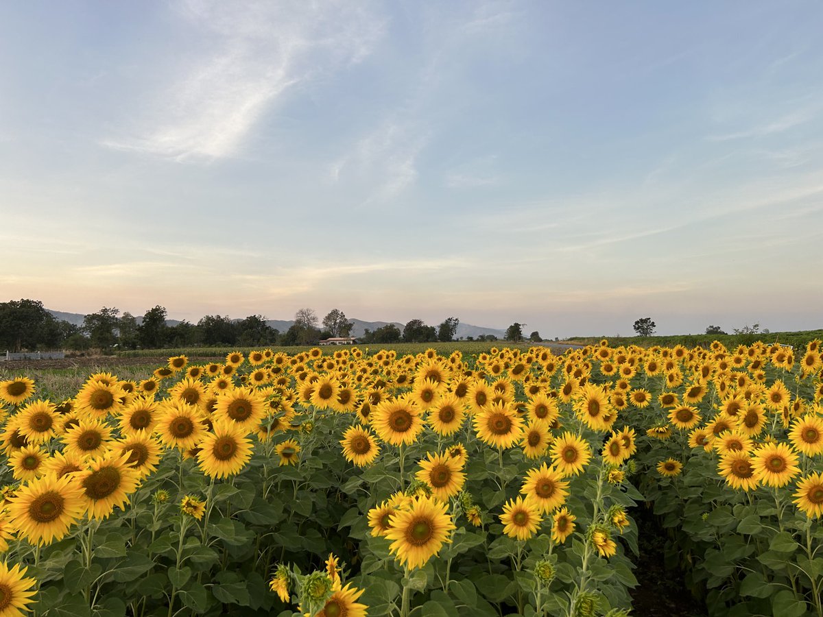 สวยทุกดอก ลพบุรี 🌼🌻🌿