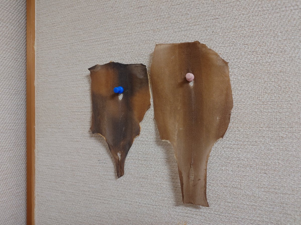 深海魚標本ヨロイザメ 深海魚標本ヨロイザメ 【公式通販】
