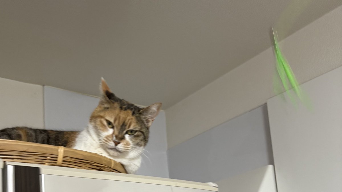 オモチャじゃなくて、当事者を見るのやめないか？ #ねこ