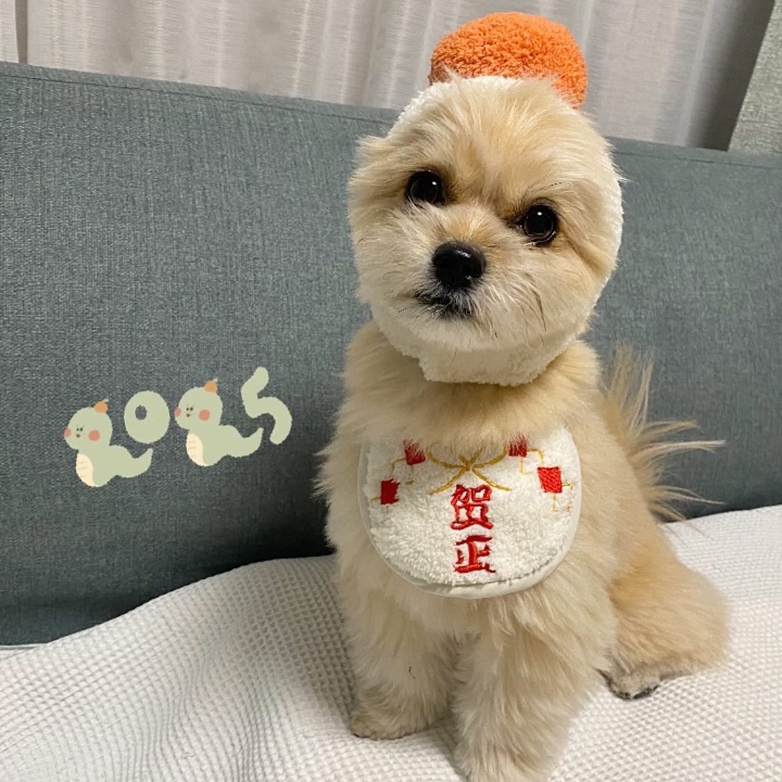 kotochanda's tweet photo. あけおめです🐶🎍🤍 https://t.co/16e3P3xyOI