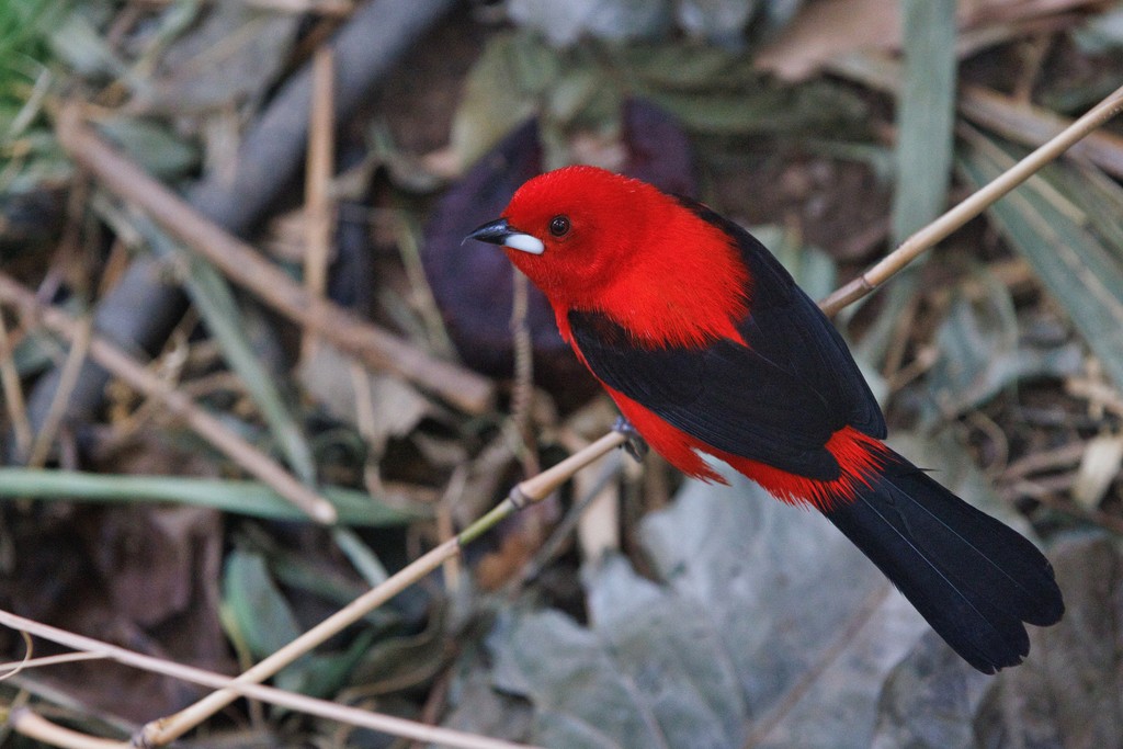 We are closely monitoring the weather forecast, and the safety of our guests, staff and animals is always our top priority.

We are open today (Wed 1 Jan 25) as normal and look forward to welcoming guests to the zoo.