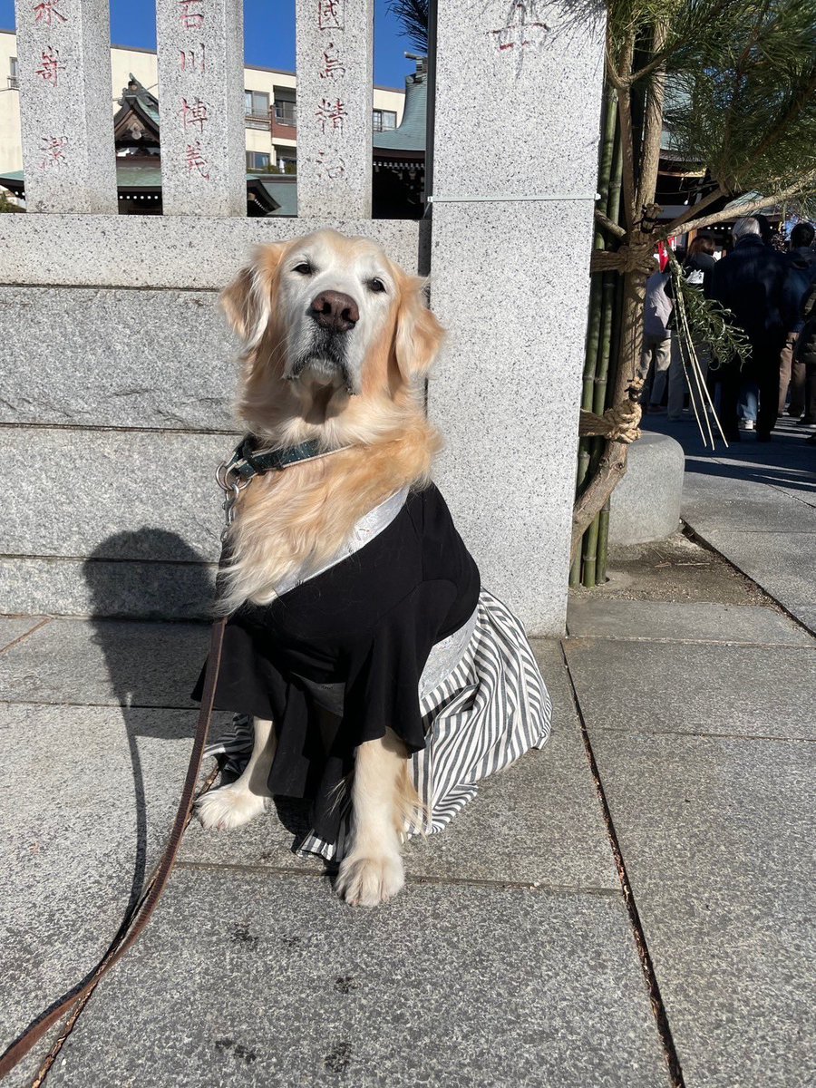 UK1682's tweet photo. あけましておめでとうございます
うちの子は年男になりました、巳年の犬です
昨年は手術したり病気になったり色々大変でしたが奇跡でなんとかなりました
12年も一緒にいれて本当に嬉しく思います
余談ですがうちの猫は戌年でした
今年もよろしくお願いします https://t.co/q2RojbErdL