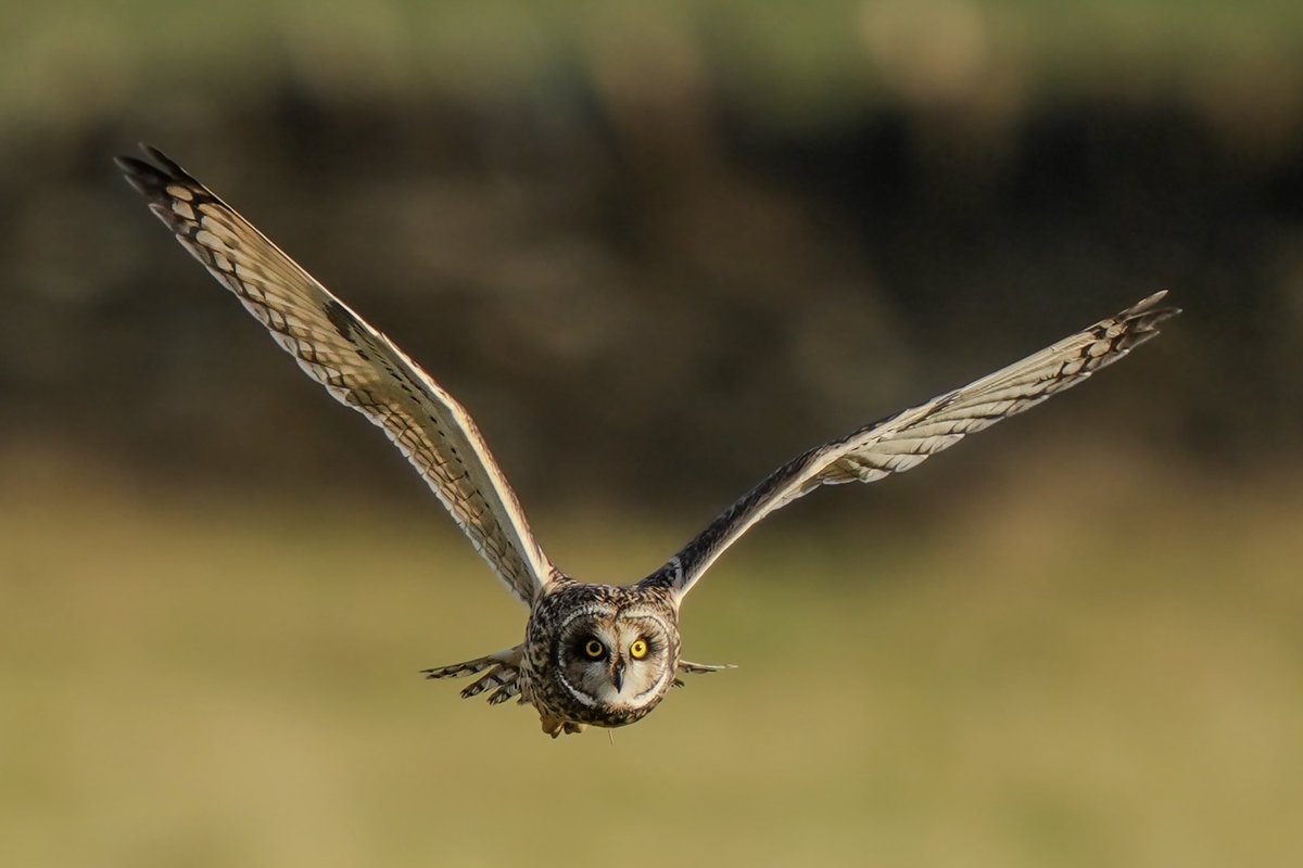 Wildlife on the Bog 🇮🇪 (@wildlifebog) on Twitter photo Going to start off 2025 with this stunning short-eared owl. #owls #sony <a href="/SonyUK/">Sony UK & Ireland</a> Going to start off 2025 with this stunning short-eared owl. #owls #sony <a href="/SonyUK/">Sony UK & Ireland</a>