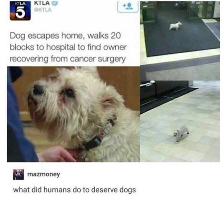 WholesomeMemes tweet media