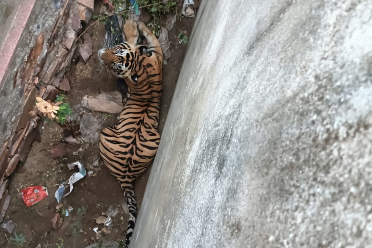 BenefitNews24's tweet photo. #Rajasthan : #Dausa में #tiger के हमले में 3 लोग हुए घायल
दूसरी ओर, #Sariska में #Tigers #MISSING है, संभावना है कि यह वही टाइगर है
#missingtiger #MISSING #dausa #forestlife https://t.co/ZpqOLh2Ba5