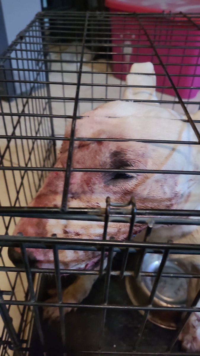 Truenense los cohetes en el culo