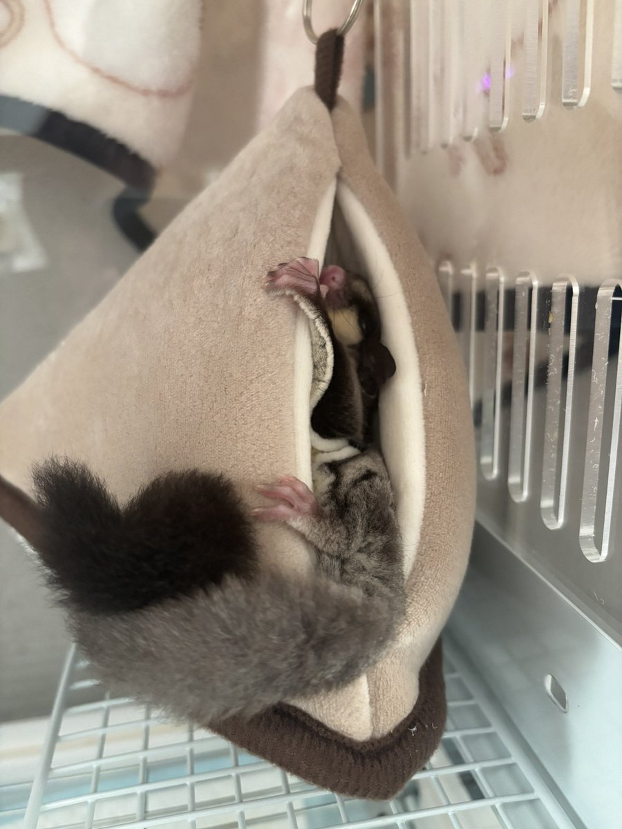 年末まで内緒にしてましたがフクロモモンガ飼い始めました🫶