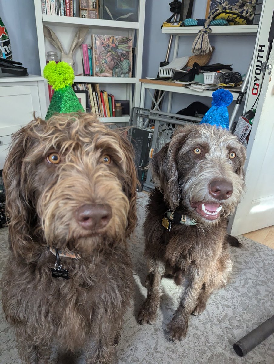 LadyinMT's tweet photo. @livenowfox Scooter Bruce and Rupee Dean wish all the other mother-puppers out there a very #HappyNewYear2025  woof woof! https://t.co/mJg0UTHn9V