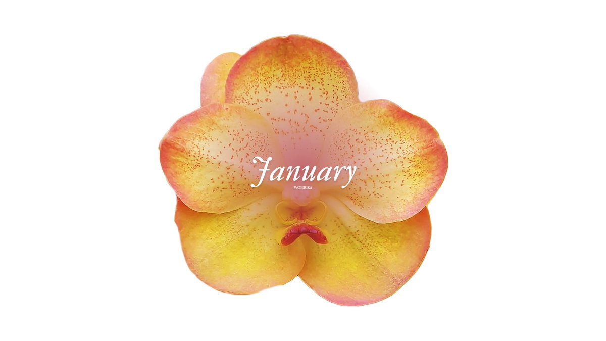 wonrika's tweet image. hello 🌼⋆.˚ january wallpapers 2025
           ⤷  desktop, iPad, iPhone / android
           ⟶ more ; gdrive (hd) below ￬
           ⟶ for personal use only.