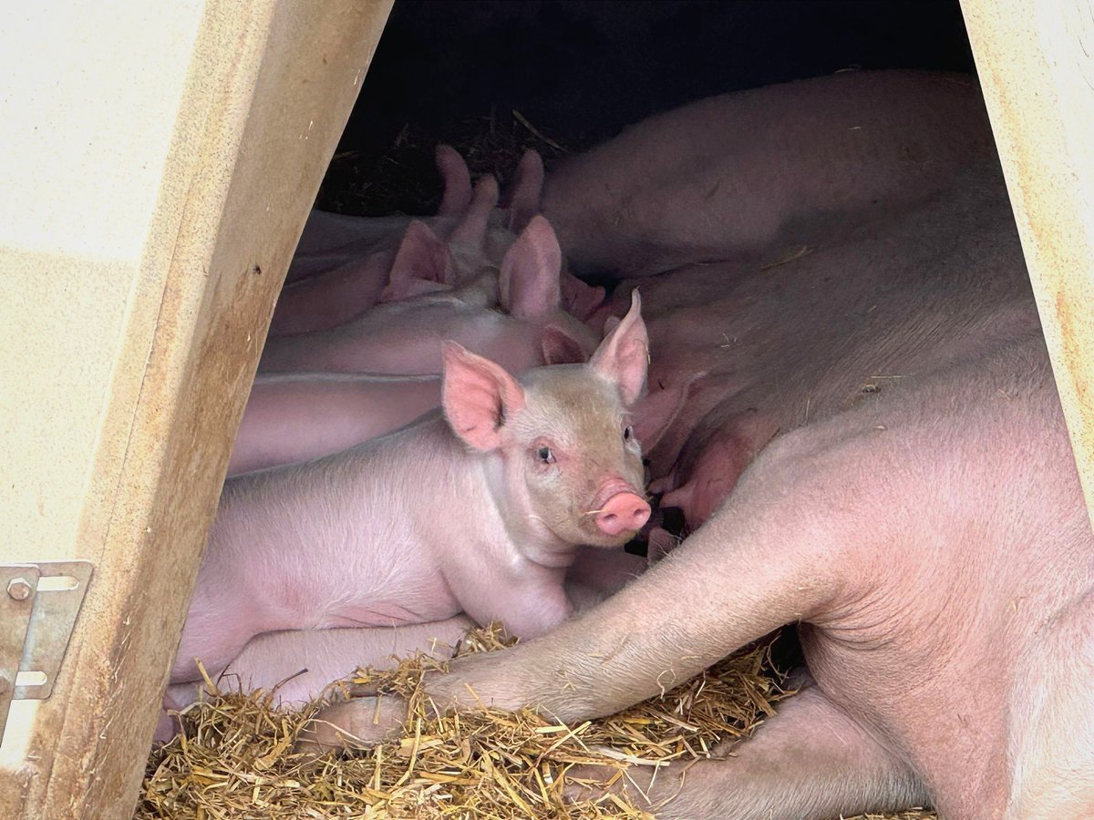 Wishing everyone a happy and healthy 2025 from everyone at JSR! 🐖🚜🐄🌾

#HappyNewYear #2025 #BritishAgriculture