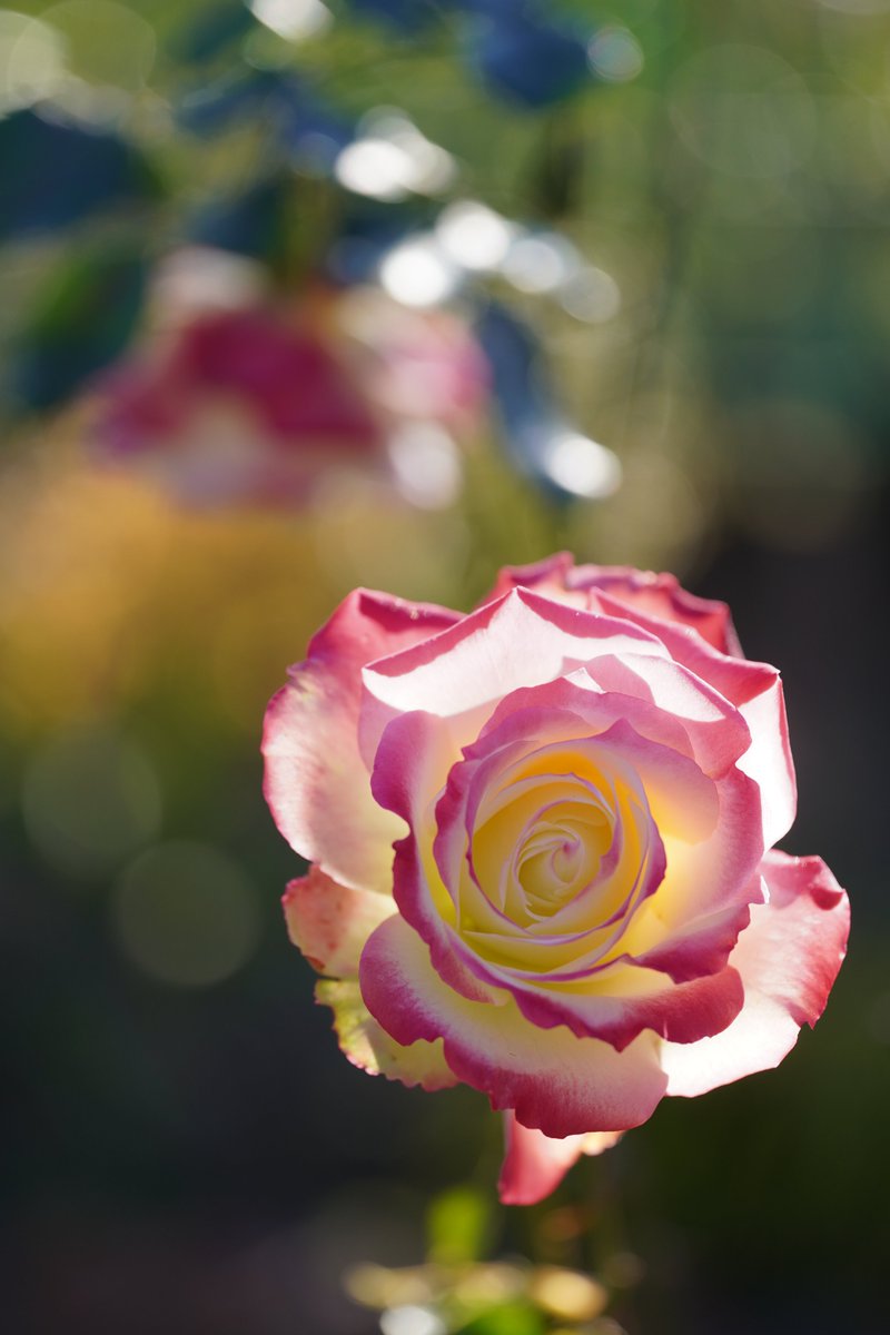 jerritama🐈🐟🐈 tweet media