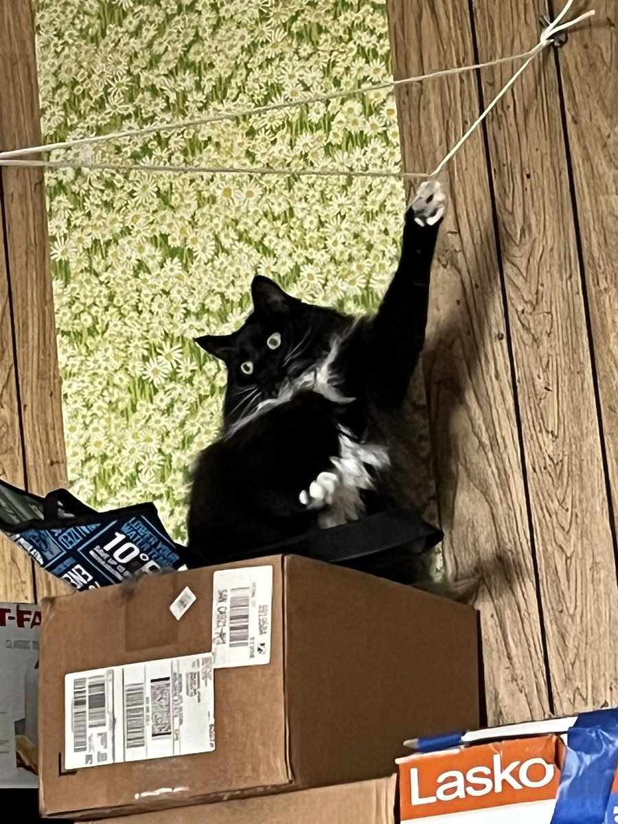 George P. tweet media