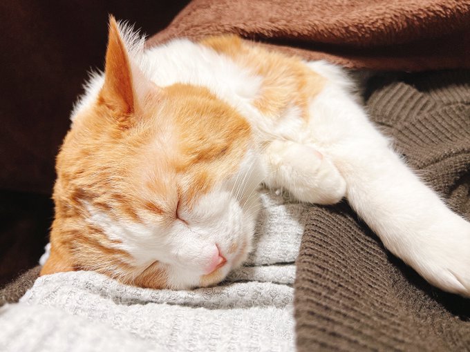 ใใใใใใผ