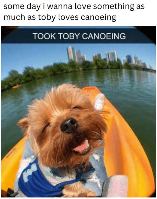 WholesomeMemes tweet media