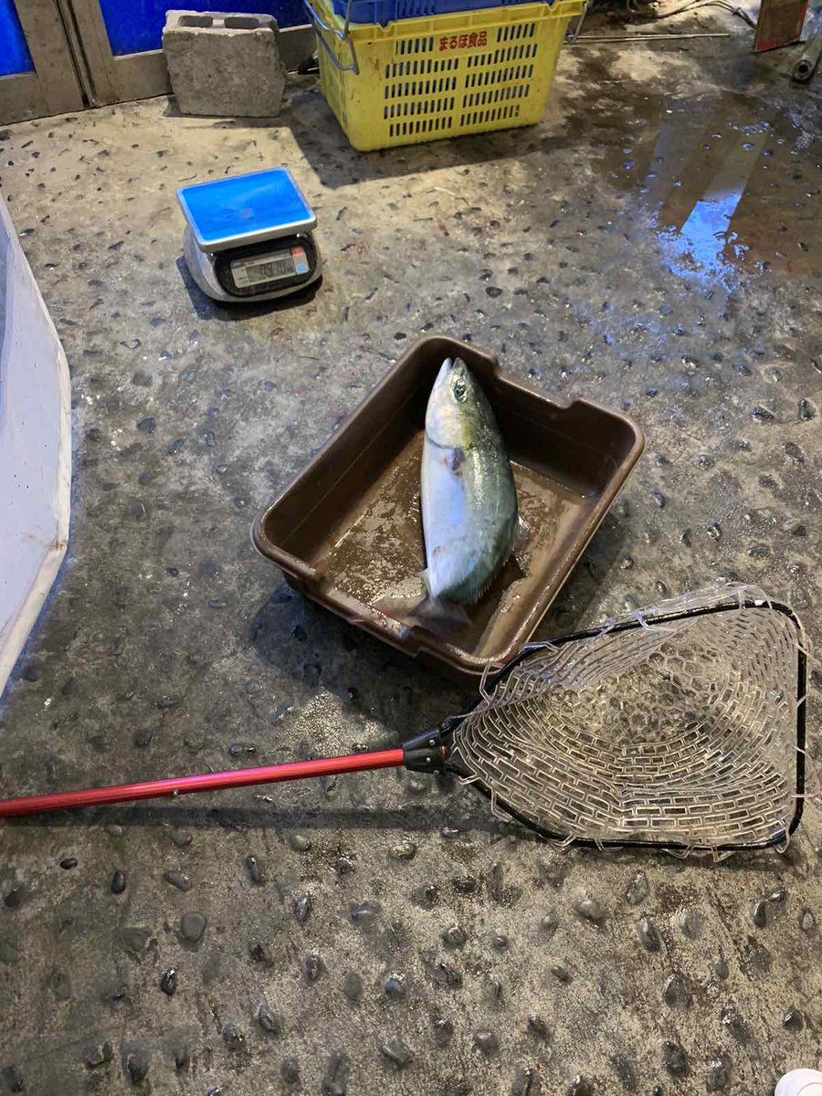 イカちゃん (@kazuking800) / Posts / X