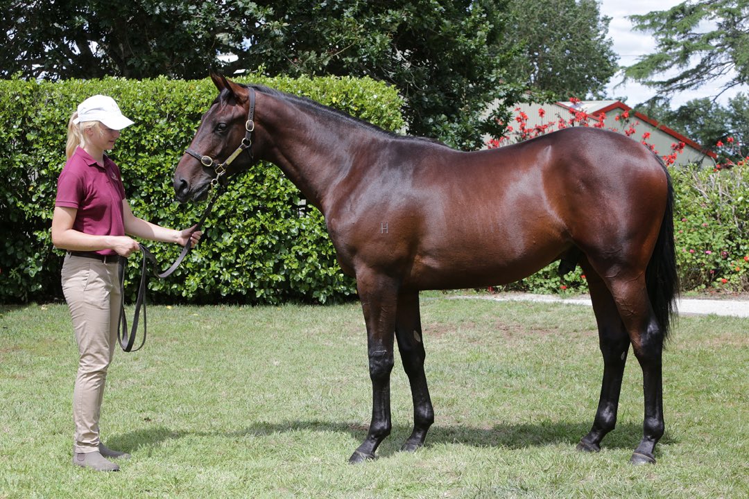 Mark Baker (@hallmarkstud) on Twitter photo Great to see King of Cordoba win at his second start yesterday at Warrnambool for <a href="/MickPriceRacing/">Price Kent Racing</a> ππΌ
We presented the up and coming 3 year old for Vicki and Wayne Pike and friends at Karaka Book 1 in 2023 where he sold to Grand Syndicates for $120k Great to see King of Cordoba win at his second start yesterday at Warrnambool for <a href="/MickPriceRacing/">Price Kent Racing</a> ππΌ
We presented the up and coming 3 year old for Vicki and Wayne Pike and friends at Karaka Book 1 in 2023 where he sold to Grand Syndicates for $120k
