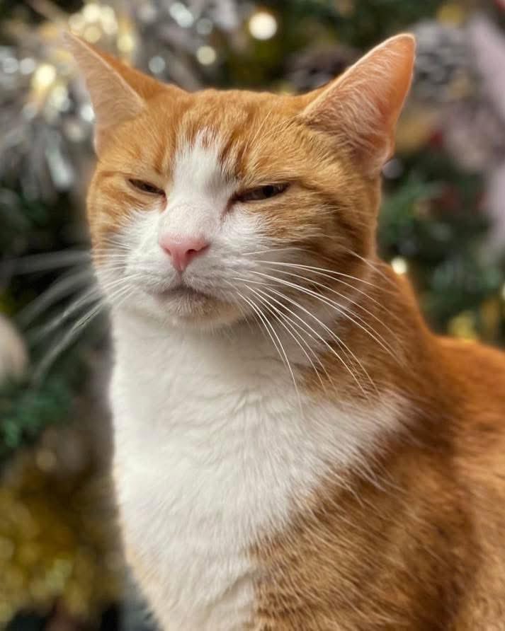 Good morning &amp; welcome to Whiskers Wednesday 

This year, I resolve to be present and enjoy the little moments as much as the big ones.

 #cats #Cat #CatsOnTwitter #CatsOfTwitter