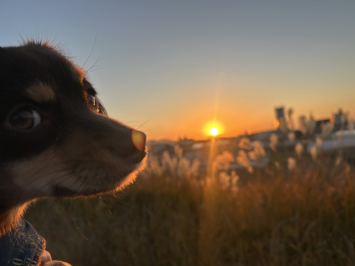 jironcho's tweet photo. ワンコと夕陽 https://t.co/iVdCSp96dj