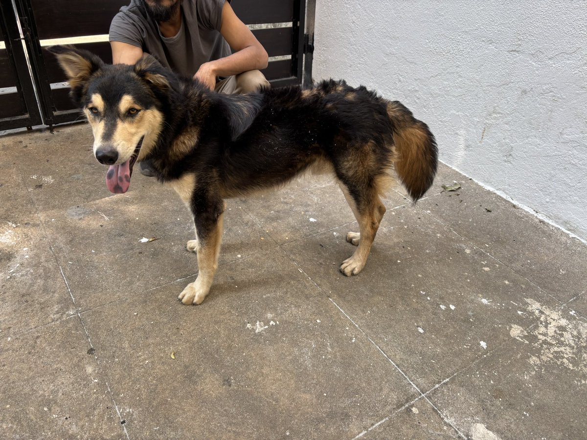 Found this doggo near HRBR 9th C Main. There was no leash or collar but he is trained. Looks 7-8mo old, please retweet this and help me find his parent.