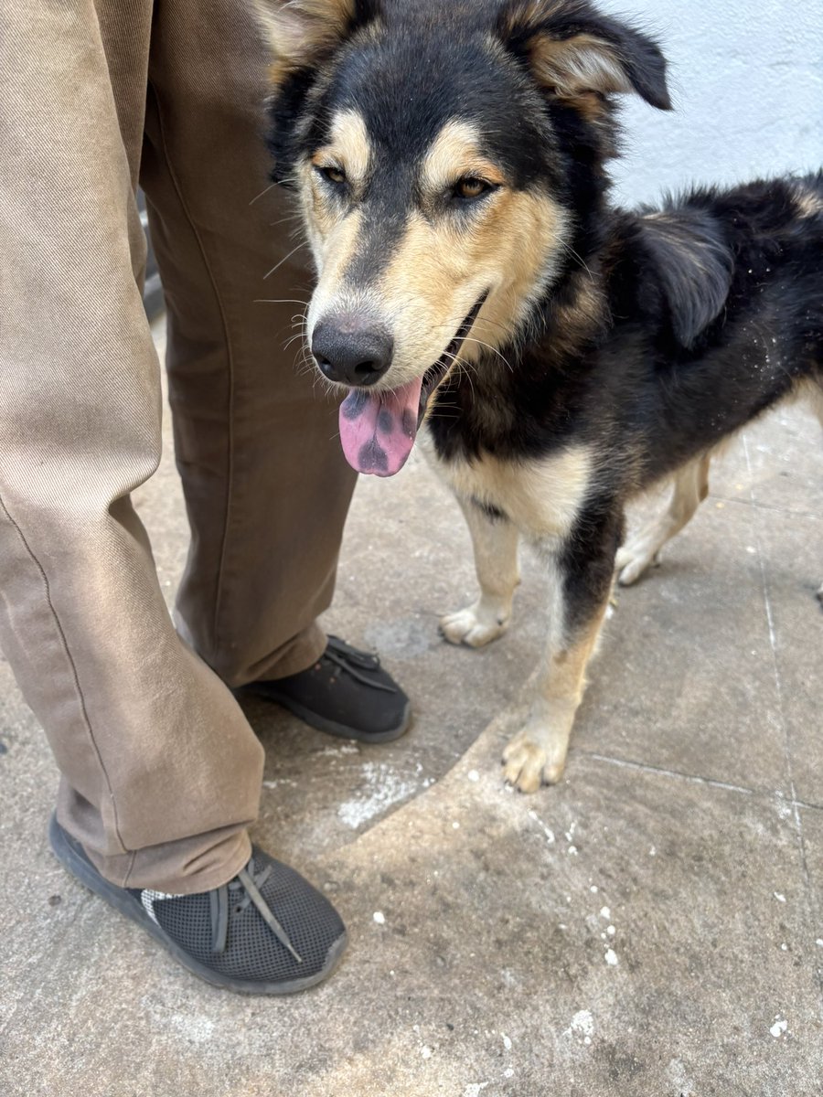 poojasinhaha's tweet photo. Found this doggo near HRBR 9th C Main. There was no leash or collar but he is trained. Looks 7-8mo old, please retweet this and help me find his parent. https://t.co/WujfZ8jfT8