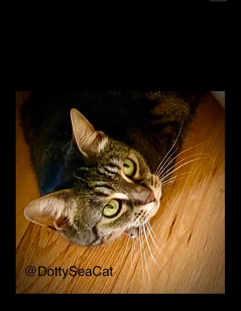 Dotty the Salty Sea Cat (@dottyseacat) on Twitter photo A #HappyNewYear2025 to all of our friends and followers.
#WhiskersWednesday #cats ππ€πΎ<a href="/DottySeaCat/">Dotty the Salty Sea Cat</a> A #HappyNewYear2025 to all of our friends and followers.
#WhiskersWednesday #cats ππ€πΎ<a href="/DottySeaCat/">Dotty the Salty Sea Cat</a>