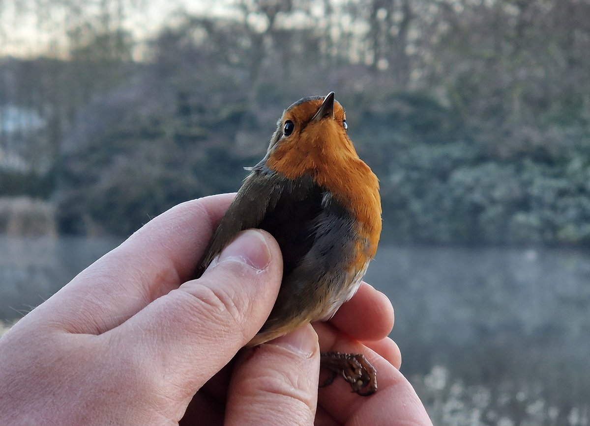 KnowsleySafari's tweet photo. 📣🪶 Ringing in the New Year with a #WildlifeWednesday!

This summer, we teamed up with the Merseyside Ringing Group to start bird ringing, all under BTO licence! We’ve tracked 40 birds from 13 species, gaining insights into their survival and how to better protect them 💛 https://t.co/IOlWliHnIg
