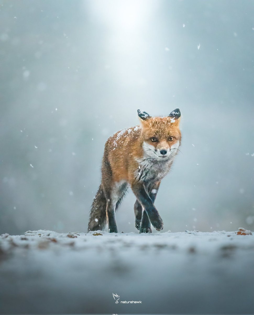 Day 8 of the #12DaysofFoxmas - shared by @NaturehawkPhoto 

#FoxOfTheDay