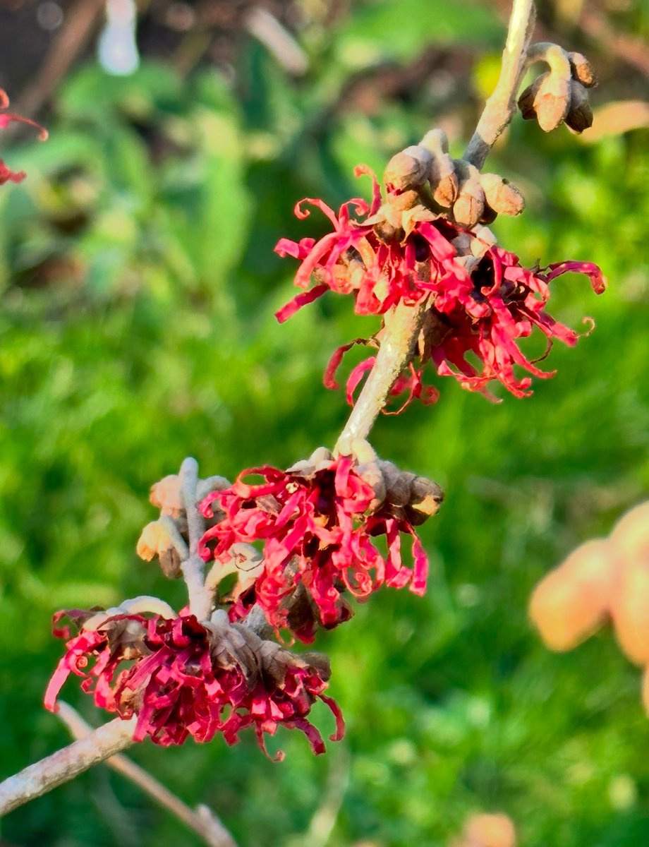 💙 Charmaine Hardy 💙 tweet media