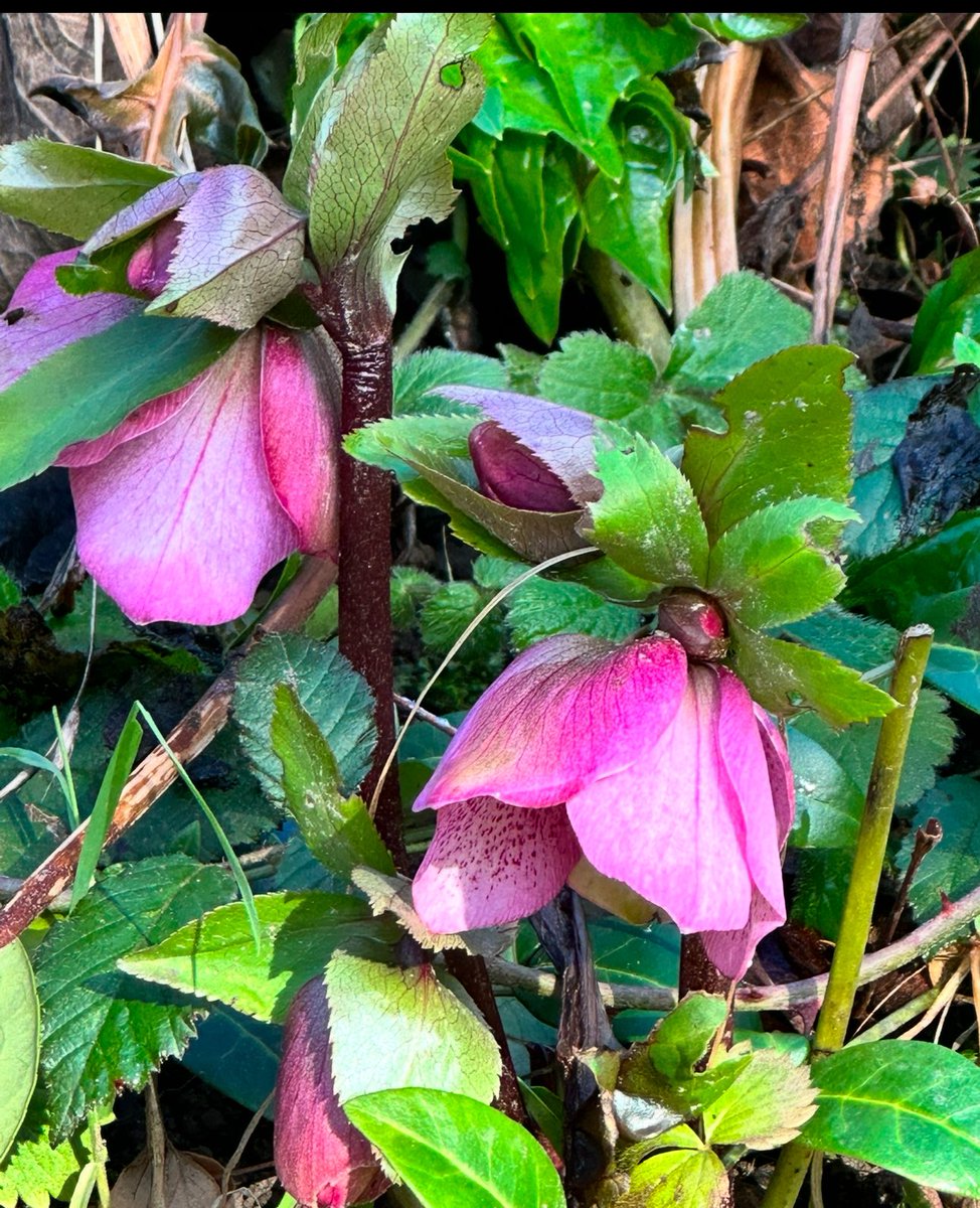 💙 Charmaine Hardy 💙 tweet media