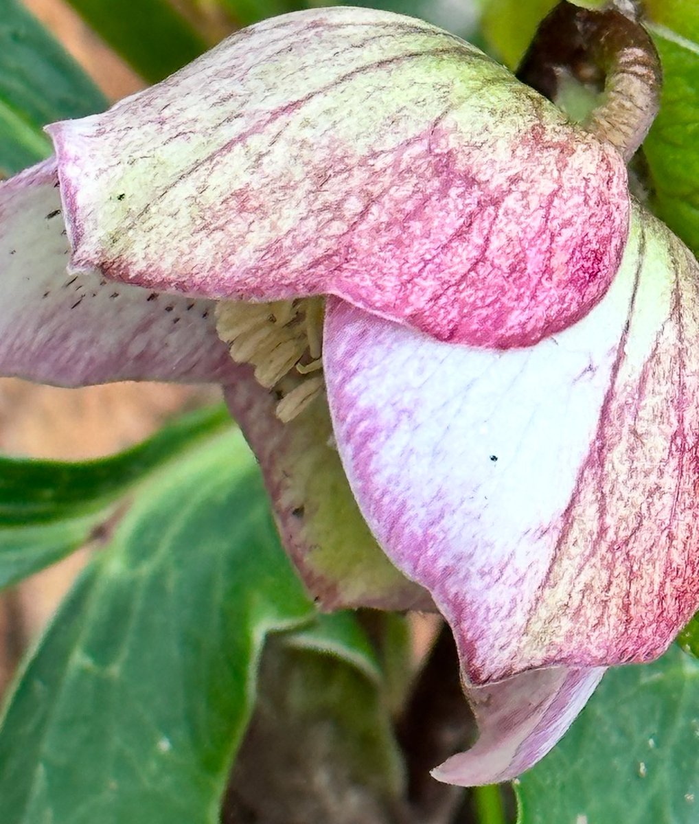 💙 Charmaine Hardy 💙 tweet media