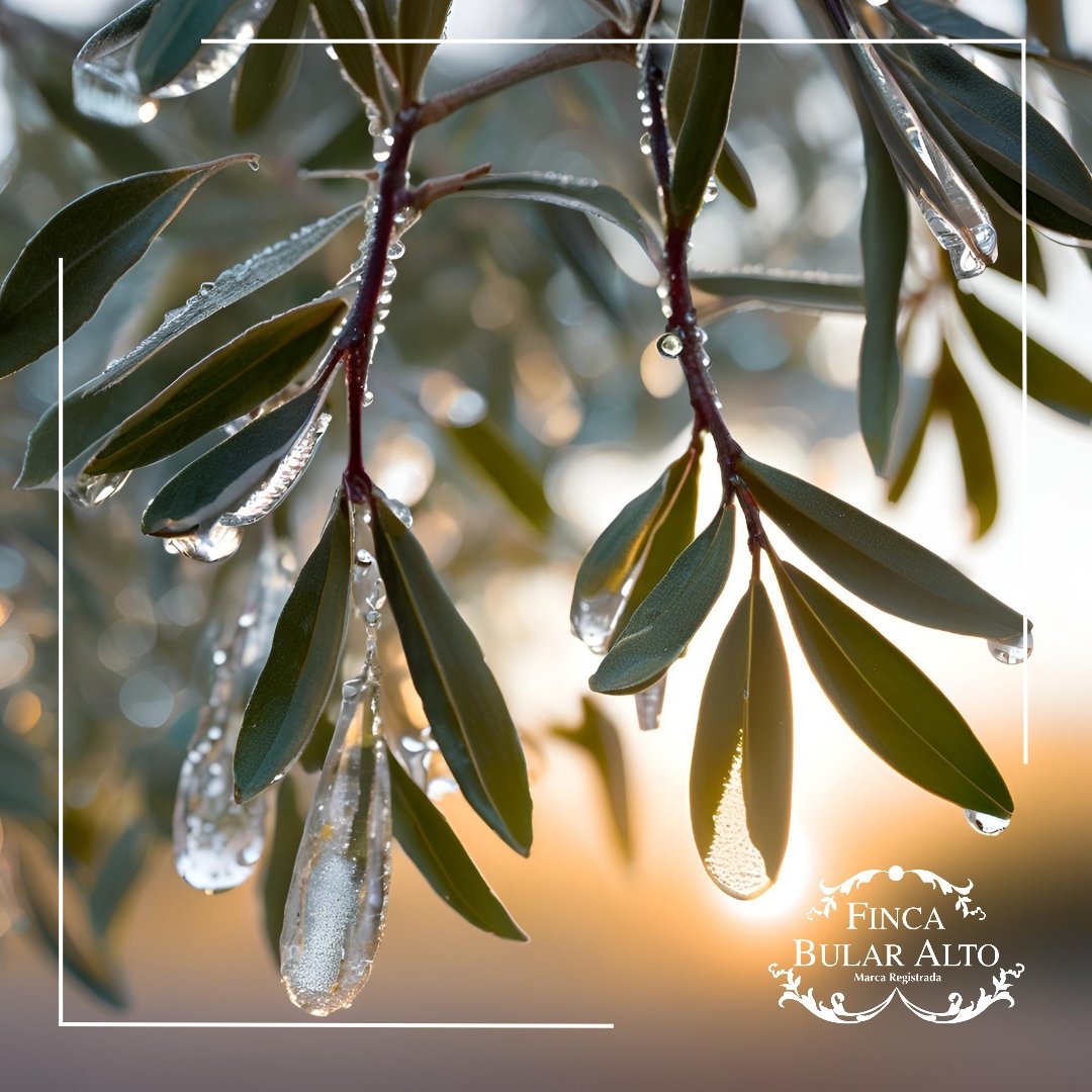 Finca Bular Alto tweet media