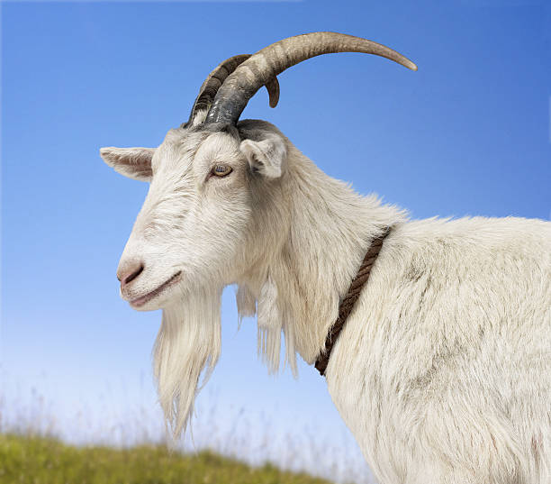Himasounds's tweet photo. GOD IS THE GOAT!

HAPPY BIG 2025! LOVE TO YOU ALL🤍 https://t.co/tNZFl5QiOA