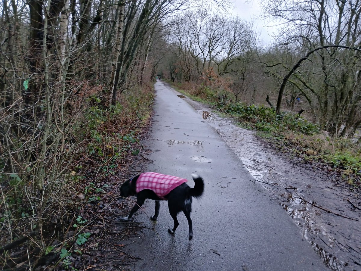 paulcli's tweet image. A very easy 5.5 miles this morning at 11:03 pace :)