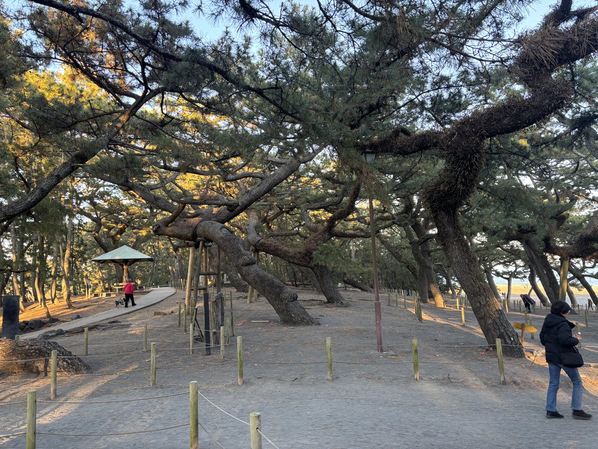 taroftd's tweet image. 明けましておめでとうございます🎍㊗️

昨年お世話になった皆様、本当にありがとうございました。

今年は去年よりも跳ねられるように精進します。
そしてSNSも活用していきたいと思います😆

今年もよろしくお願いいたします。

久しぶりに行った三保の松原の富士山🗻