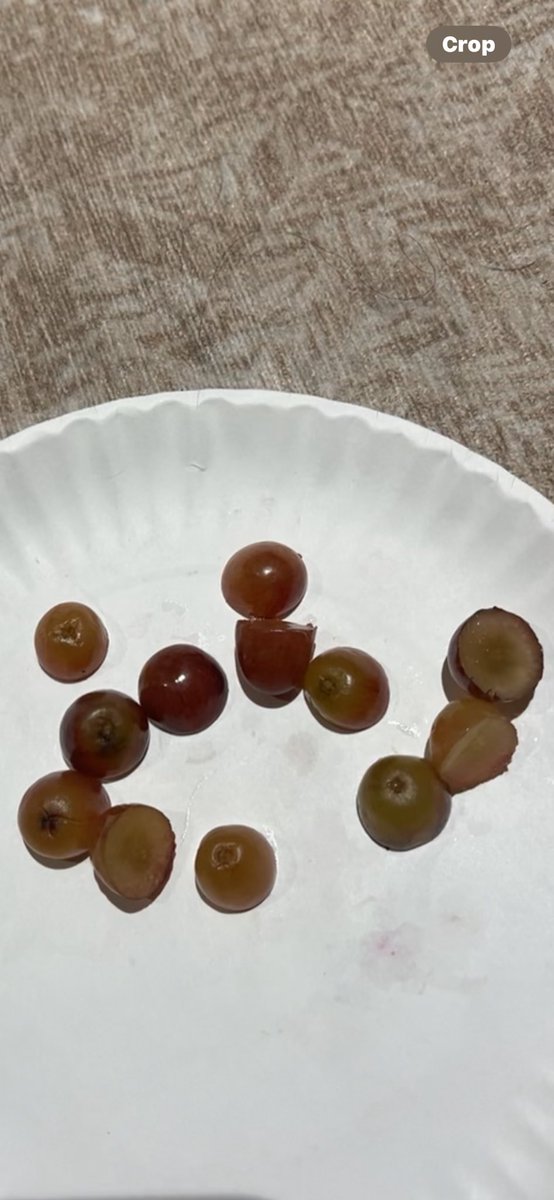 I got 12 grapes to eat under the table at midnight

20 min before 2025, my grandpa eats some of my grapes

my dad n grandpa are now on “mission grape” (my dad even rushed to safeway to see if it’s open)

final plan: cut the remaining grapes into 12 pieces

i eat them

hny🥹❤️✨