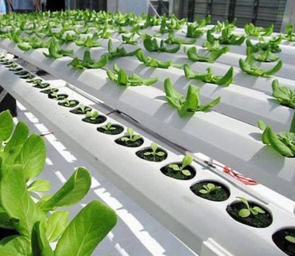 IamJaganJMR's tweet photo. #Hydroponics
Hydroponics is a revolutionary method of growing plants #WithoutSoil, where roots are submerged in a nutrient-rich water solution. This #SoillessFarming technique offers #PrecisionAgriculture but comes with unique challenges.
#BenefitsOfHydroponics
1.#WaterConservation: Uses up to 90% less water than traditional farming, making it a #SustainableAgriculture solution.
2.#IncreasedYield & #FasterGrowth: Plants thrive with direct access to nutrients and #OptimalConditions.
3.#SpaceEfficiency: Perfect for #UrbanFarming and #IndoorGardening, enabling #VerticalFarming in tight spaces.
4.#ReducedPests & #DiseaseControl: Eliminates many soil-borne problems, reducing pesticide use.
5.#YearRoundFarming: Grow crops in controlled environments regardless of weather, ensuring #ExtendedGrowingSeasons.
#ChallengesOfHydroponics
1.#HighSetupCosts: Requires investment in specialized #HydroponicEquipment and technology.
2.#TechnicalExpertise: Demands knowledge in managing #NutrientSolutions, pH levels, and system maintenance.
3.#PowerDependency: Reliance on electricity for pumps and lighting makes systems vulnerable to #PowerOutages.
4.#DiseaseManagement: Waterborne diseases can spread quickly if not properly managed.
5.#ContinuousMonitoring: Requires constant attention to maintain #OptimalConditions for plant growth.
Hydroponics offers a #FutureOfFarming that’s efficient and sustainable, but success depends on careful planning and management!
