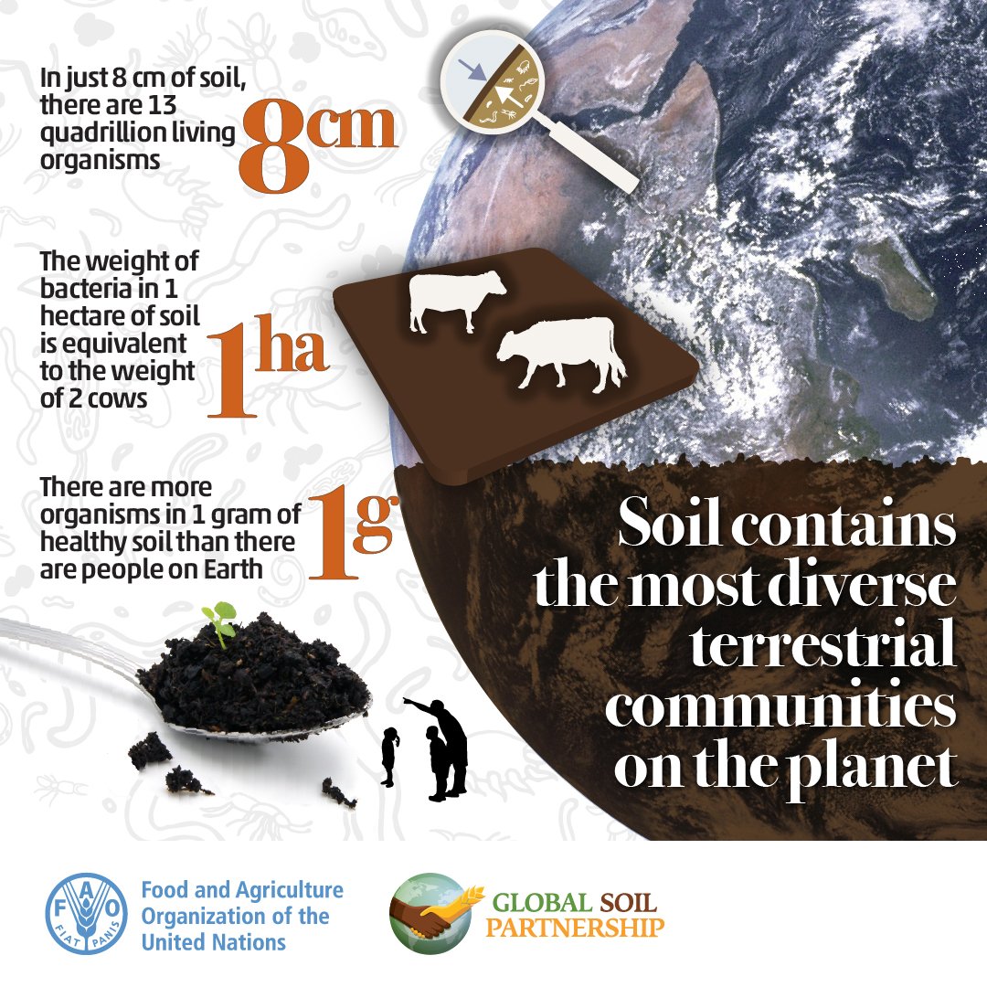 Throughout the next 365 days, 24/7, #Soil organisms will silently perform diverse ecosystem functions, supporting life on earth &amp; human well-being.

Best wishes from the #GlobalSoilPartnership for an amazing 2025, teeming with healthy soils! 🌿 #SoilBiodiverstiy #SoilHealth
