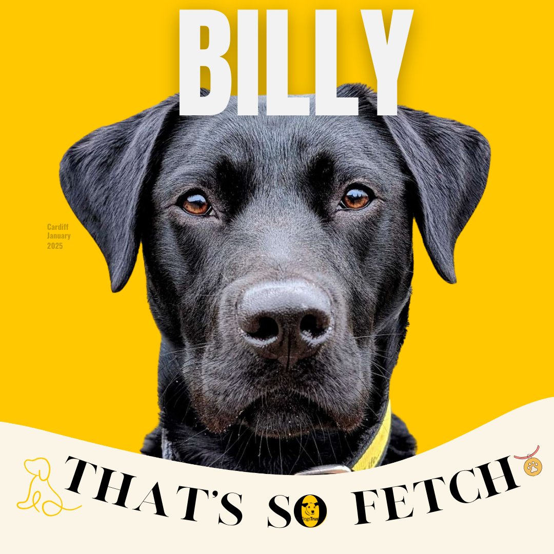 DTCardiff's tweet image. We have handsome Billy to start the New Year off with our 2025 'That's So Fetch' January cover! He's been chosen to star on this month's cover because of his undeniable charisma and magnetic profile that'll make you swoon! Billy is available 💛 #DogsTrust #DogModel #BlackDog