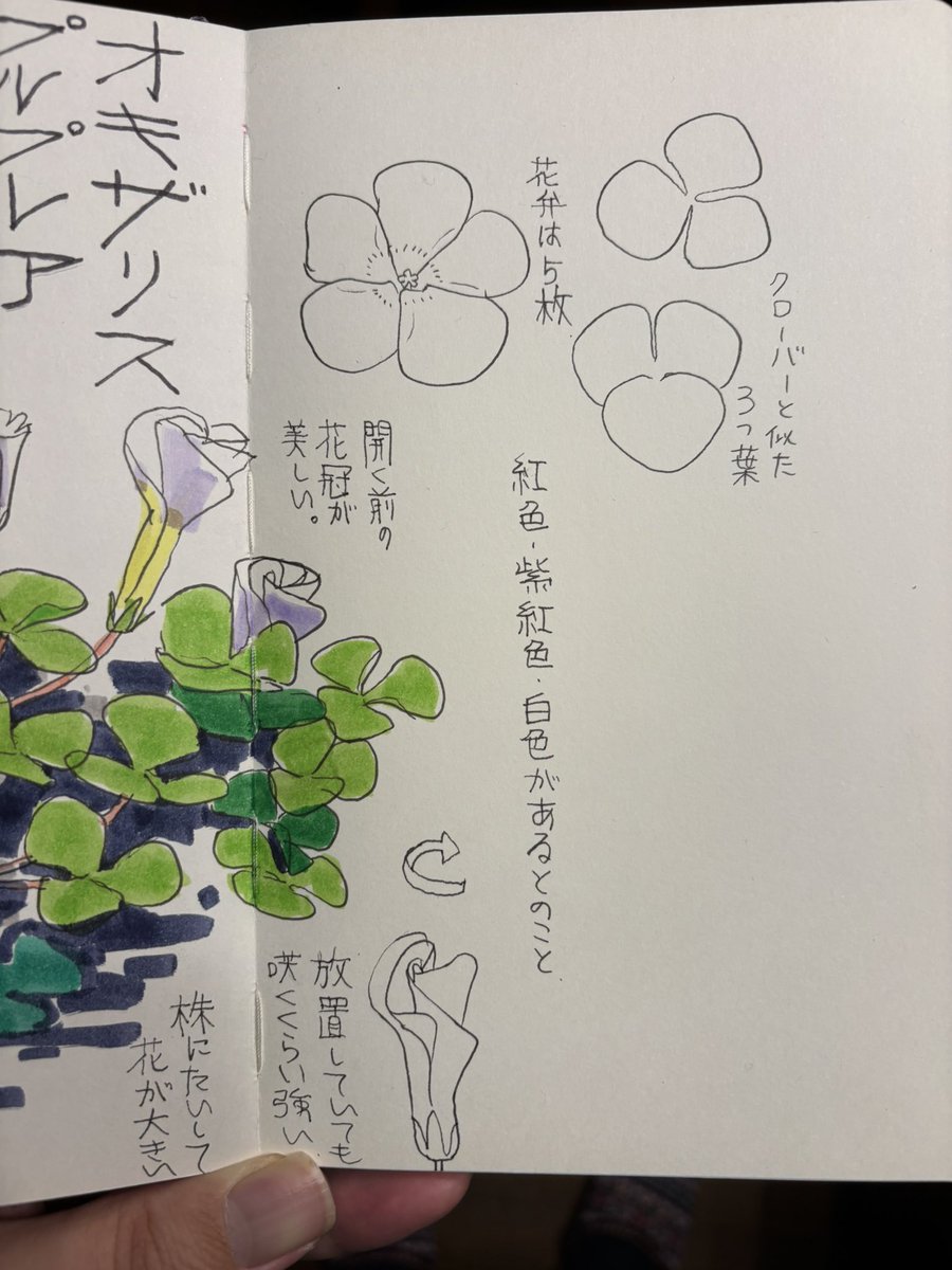 春の花が咲くくらいには暖かい正月。
庭にて。 